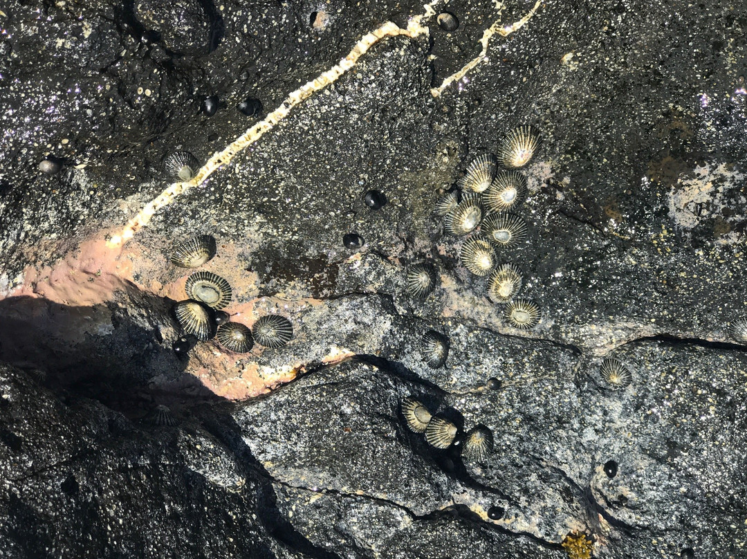 Pools of Mokolea-基拉韦厄必去景点