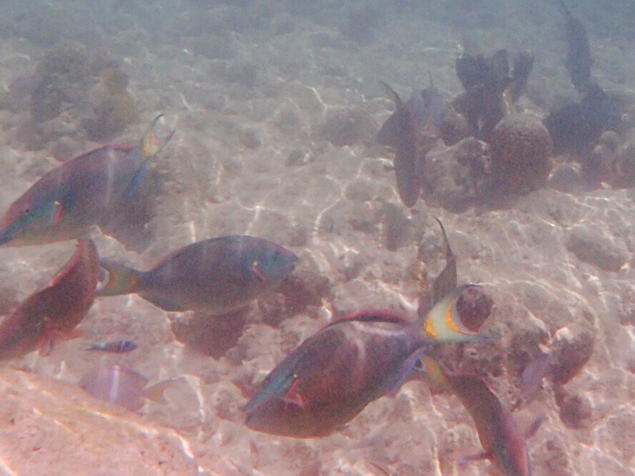 亚历山德拉公主国家公园-普罗维登西亚莱斯必去景点