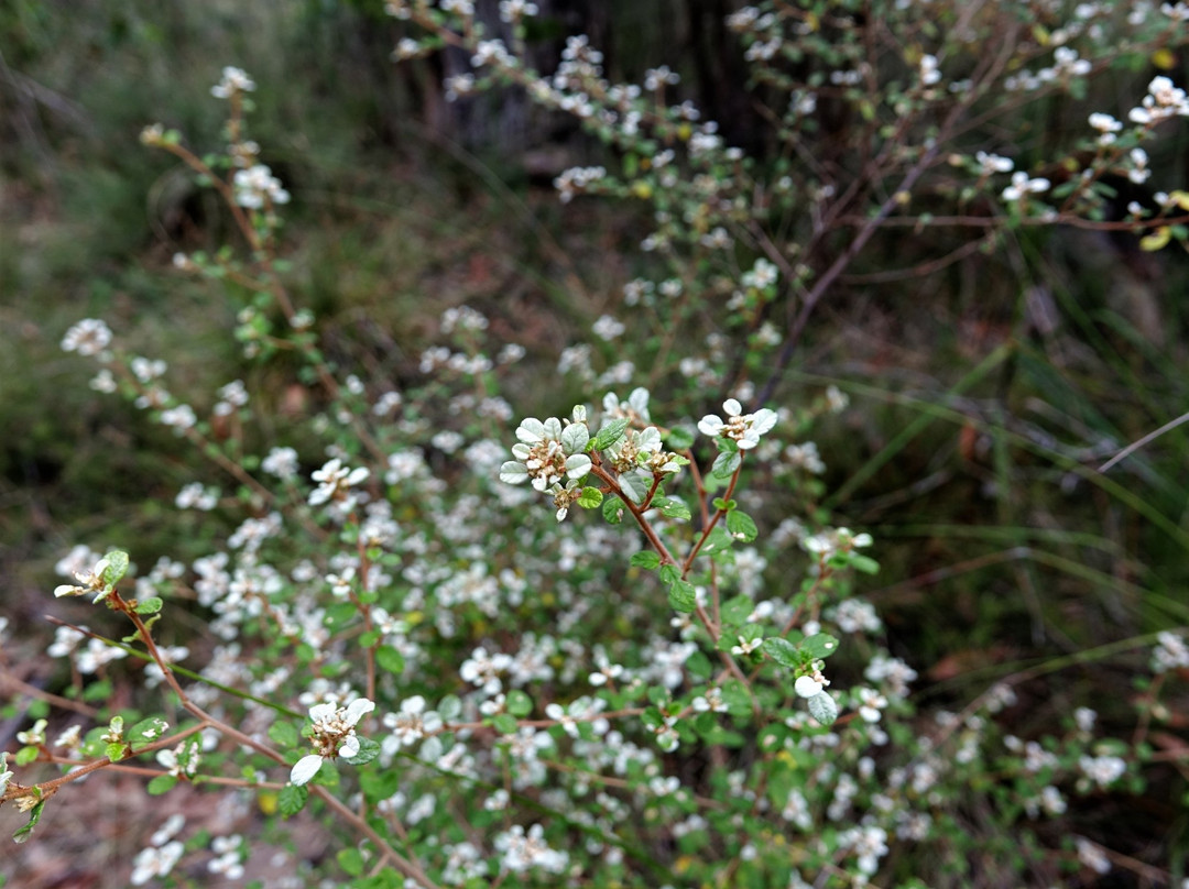 Baluk Willam Nature Conservation Reserve-贝尔格雷夫必去景点