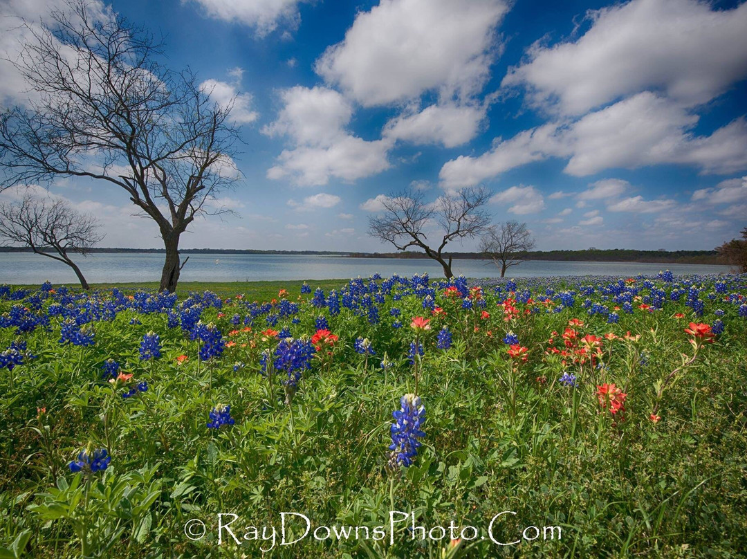 Bluebonnet Trail-恩尼斯必去景点