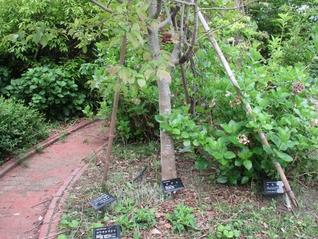Fukuoka University Herb Garden-福冈市必去景点