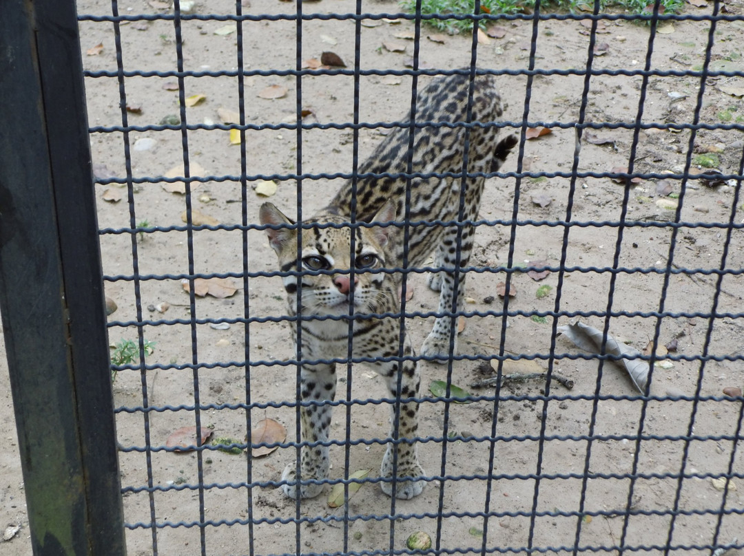 Parque Zoologico La Guaricha景点图片