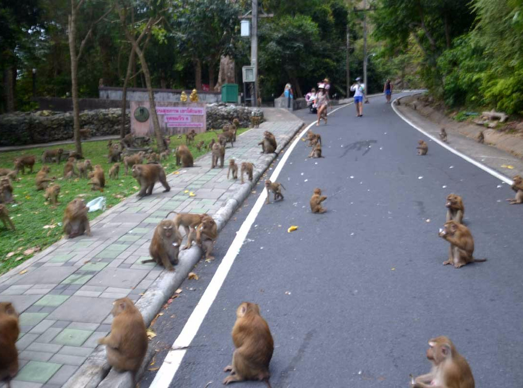 猴山景点图片