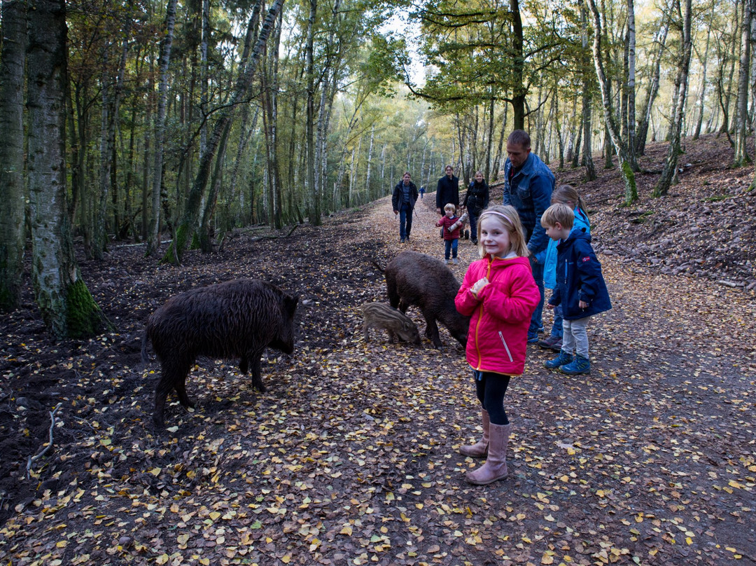 Hochwildpark Rheinland景点图片