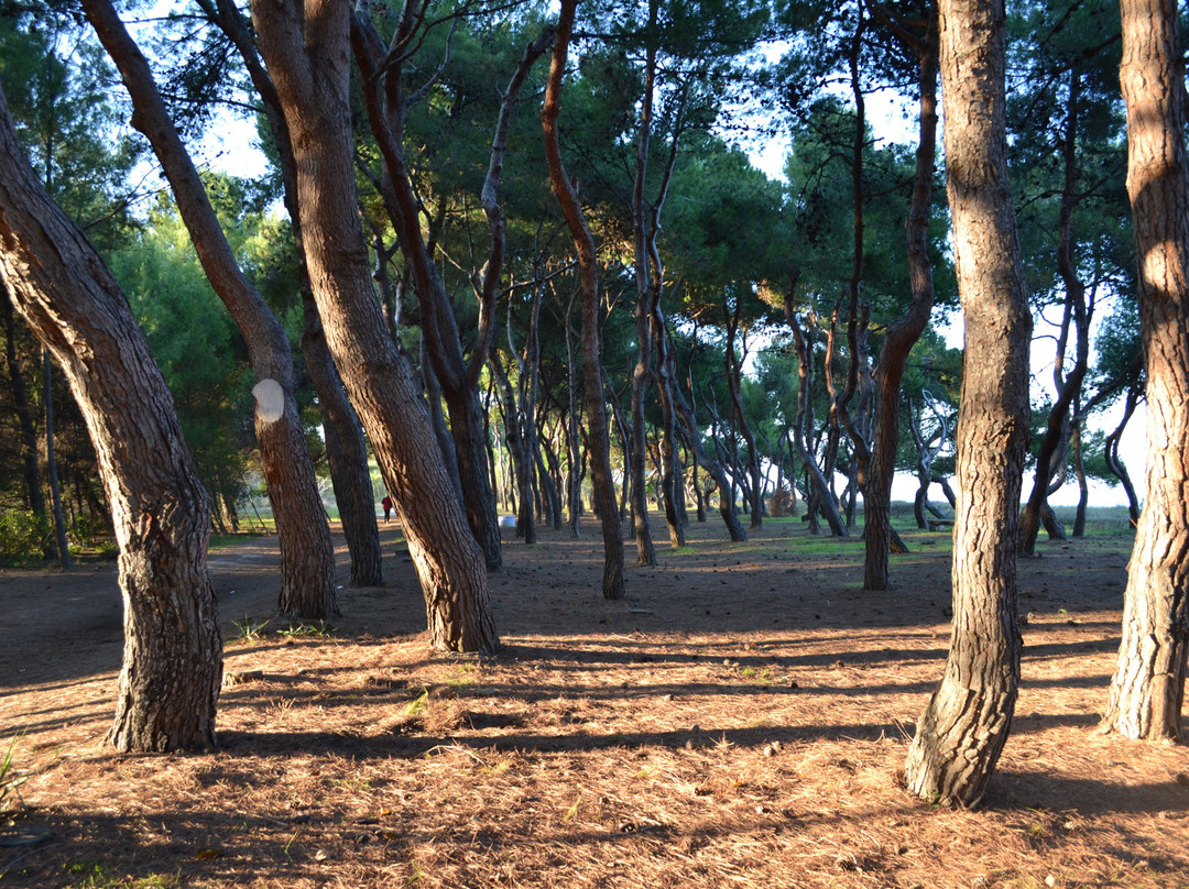 IAT Pineto - Informazione & Accoglienza Turistica-Pineto必去景点
