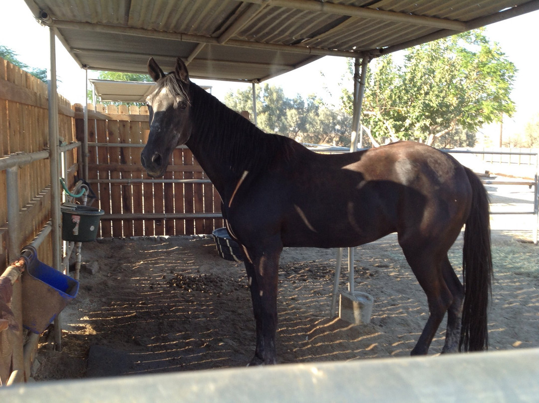 Ivey Ranch Equestrian Center-Thousand Palms必去景点