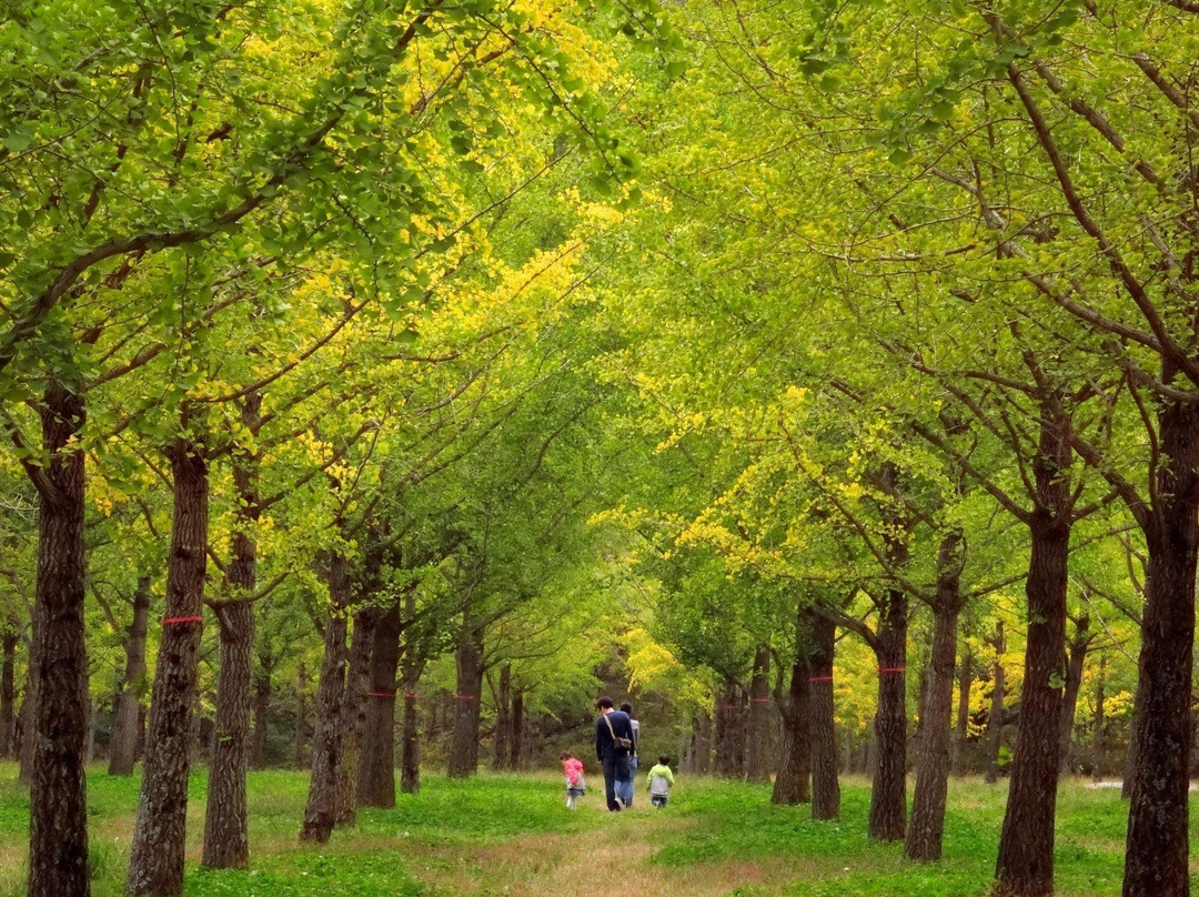 Hongcheon Ginkgo Forest-洪川郡必去景点