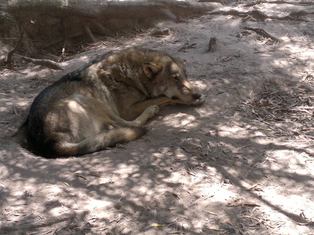 Tsitsikamma Wolf Sanctuary-Witelsbos必去景点