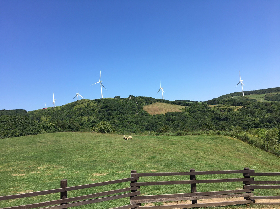 Daegwanryeong Samyang Ranch景点图片