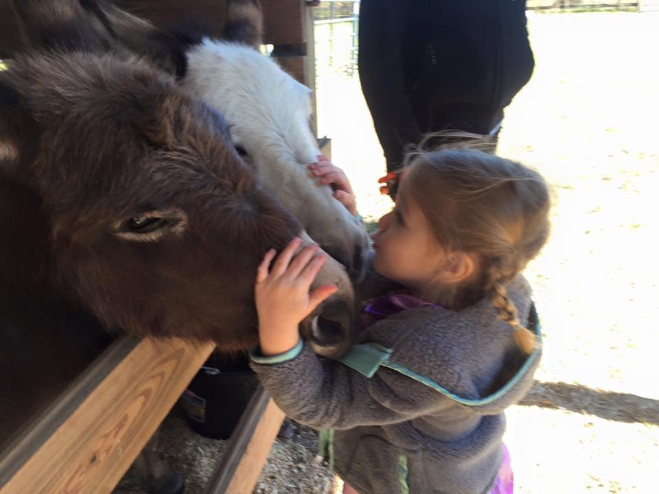 Party Animals Pony Rides-Morriston必去景点