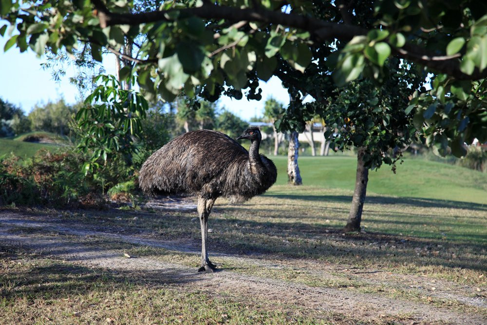 Pacific Harbour Golf and Country Club-Banksia Beach必去景点