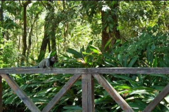 Parque Ecológico do Bairro Caiçara-贝洛哈里桑塔必去景点