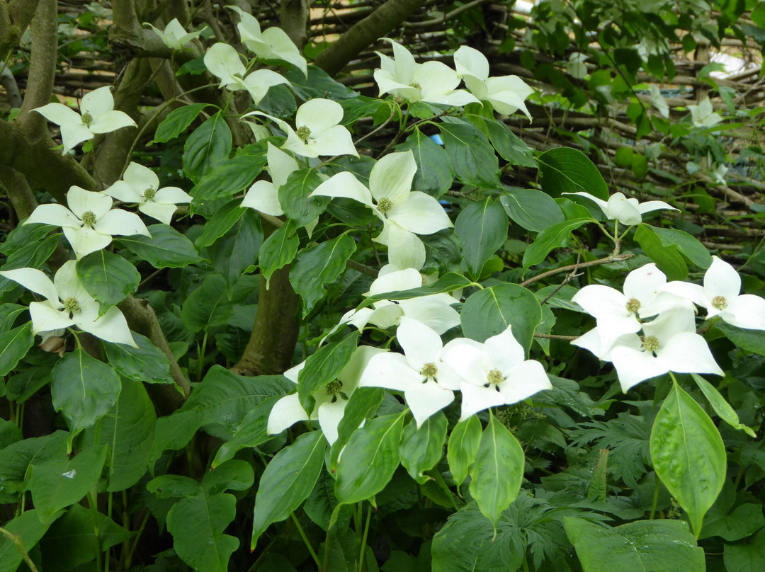 Mill Dene Garden景点图片