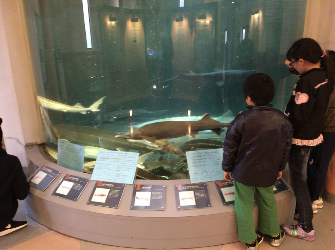 Bifuka Sturgeon Museum-美深町必去景点