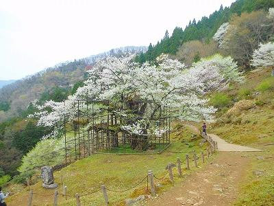 Tarumino Ozakura-养父市必去景点
