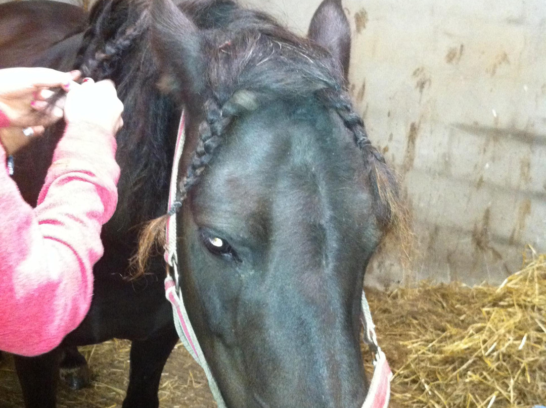 Maltfield Stud Riding School景点图片