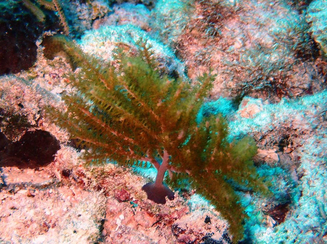 Molasses Reef-拉哥岛必去景点