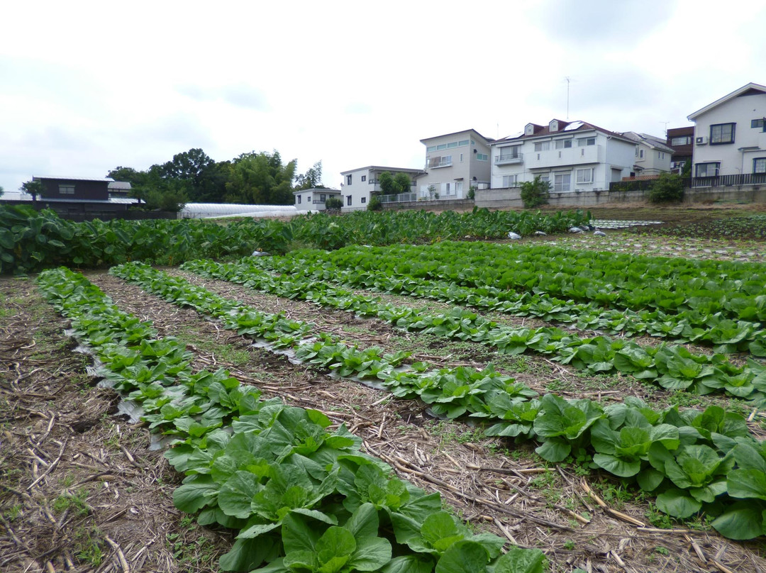 Eco Farm Takahashi景点图片