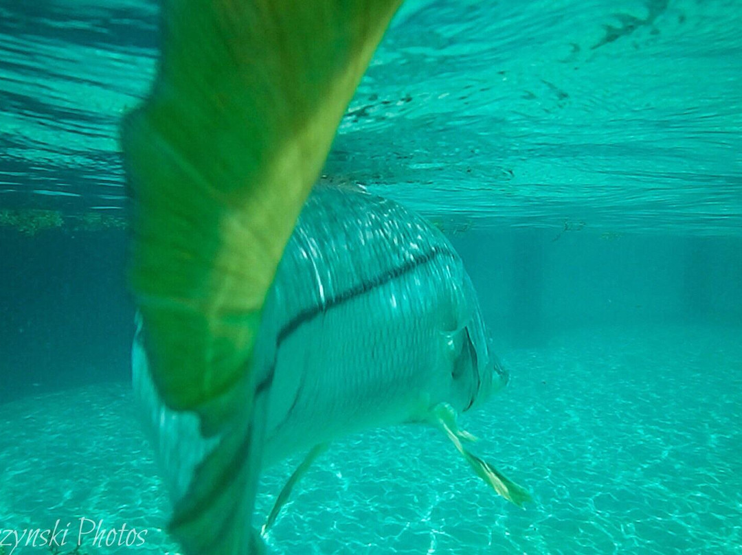 Phlats - Light Tackle Inshore Fishing-North Palm Beach必去景点