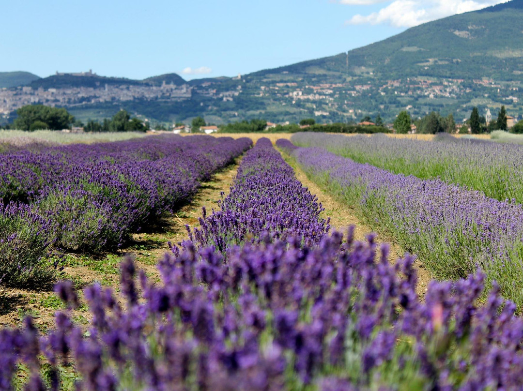 Il Lavandeto di Assisi giardino e vivaio景点图片