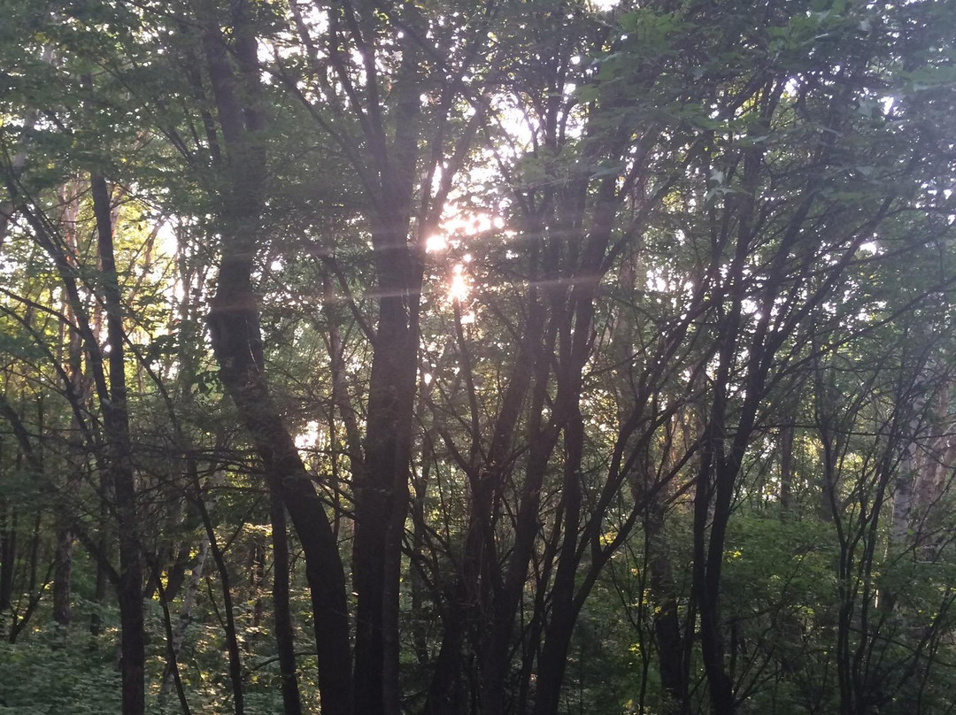 兴安森林公园-伊春市必去景点