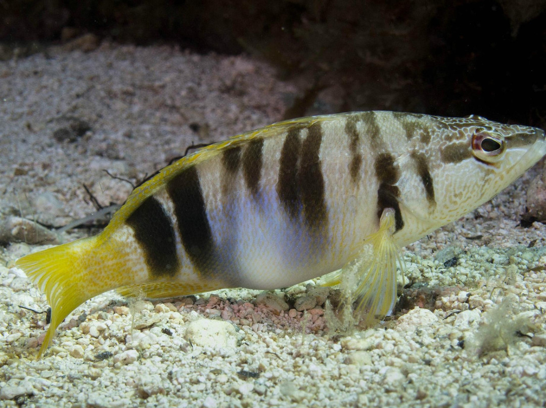 Moby Dives-Xlendi必去景点