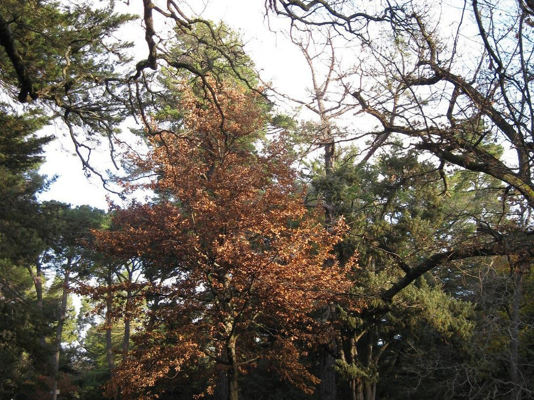 Castlemaine Botanical Gardens景点图片