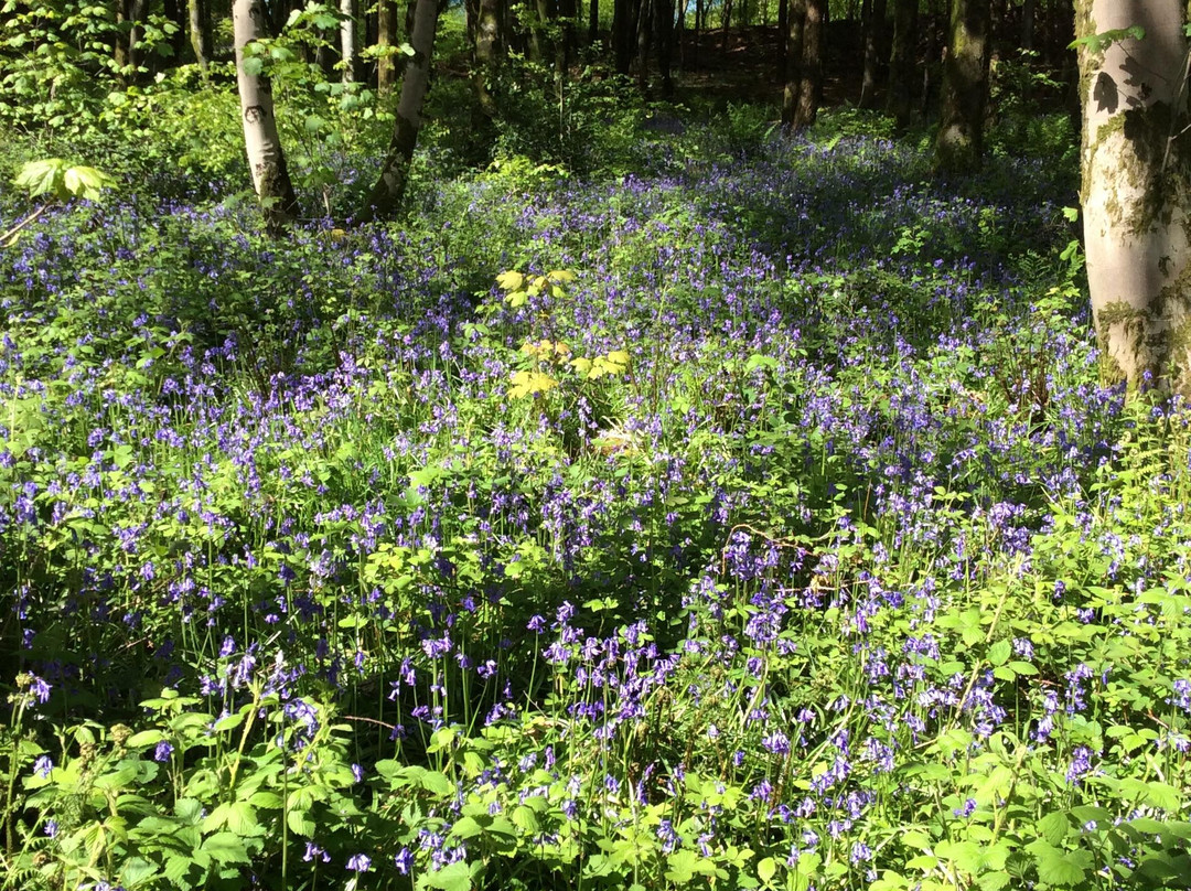 Beacon Hill Woods-Shepton Mallet必去景点