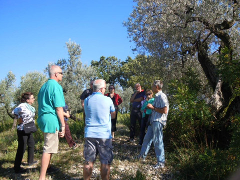 Convivio Rome - Olive Oil Tour-罗马必去景点