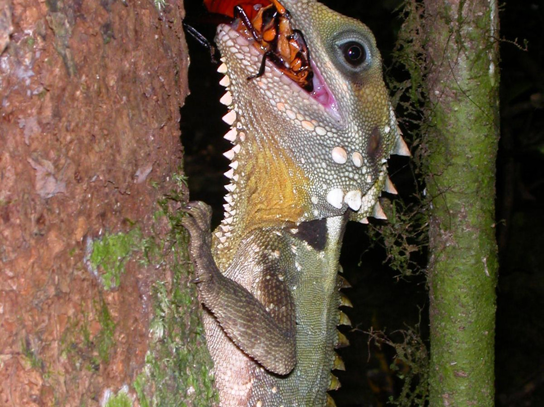 Venture Deeper-Mossman必去景点