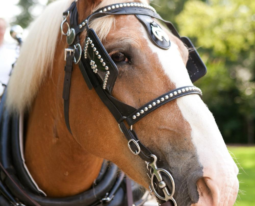 North Georgia Tours-麦迪逊必去景点