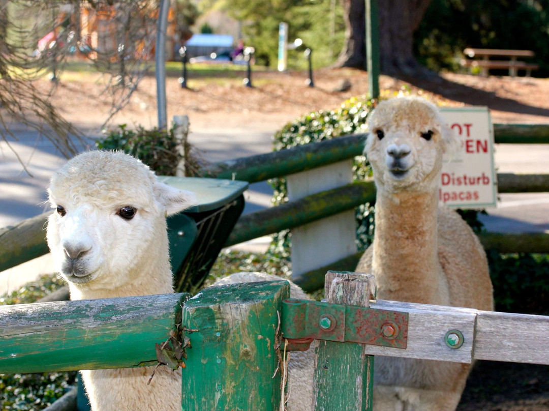 Australian Alpaca Centre-Berrima必去景点