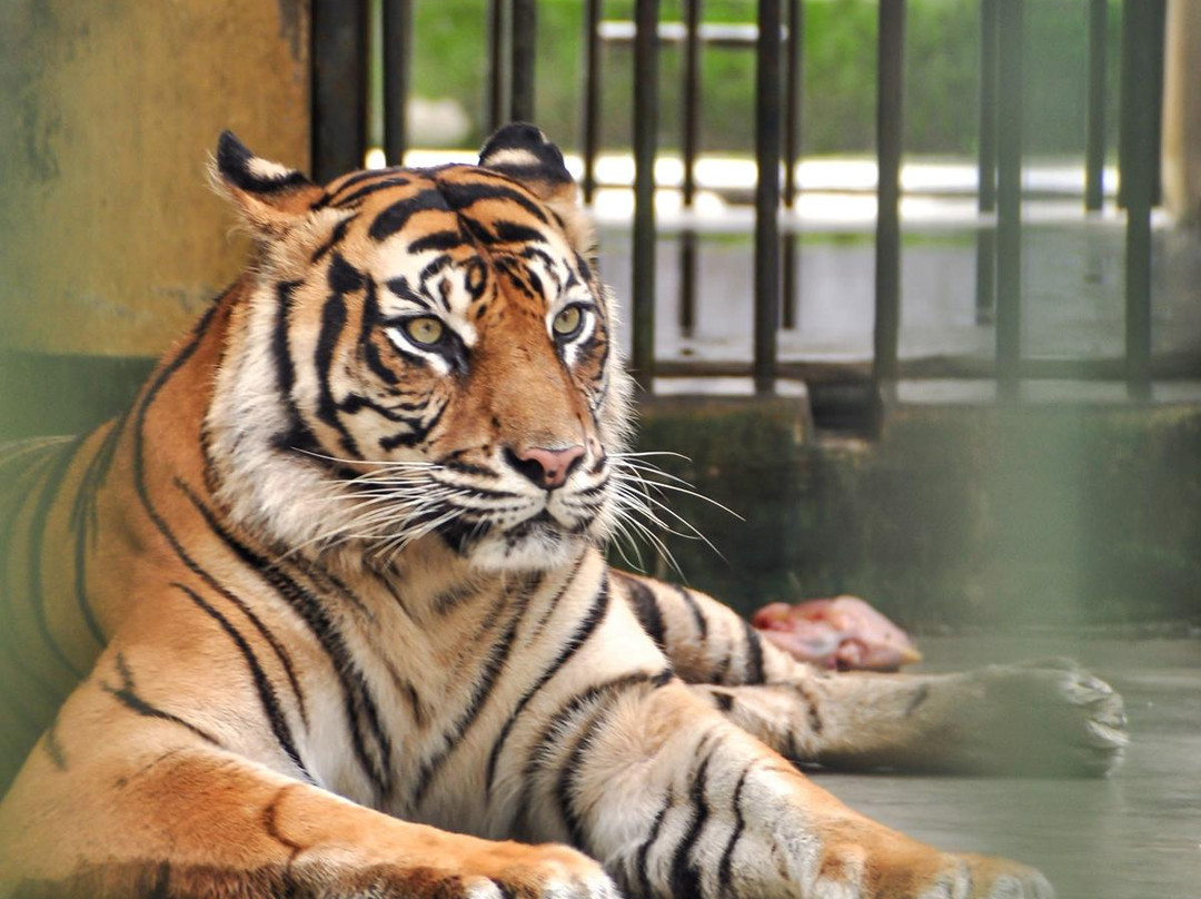 Pematang Siantar Zoo-Pematangsiantar必去景点