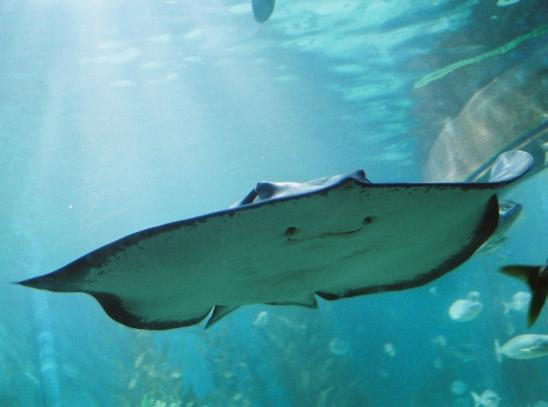 墨尔本水族馆-墨尔本必去景点