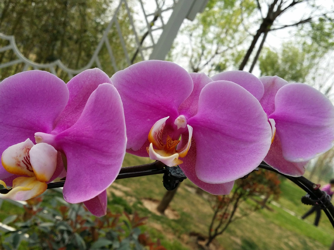 园博园-北京市必去景点