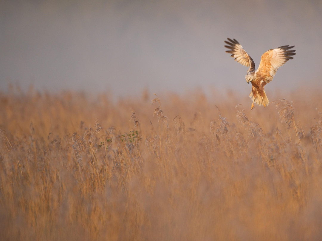 Sculthorpe Moor Nature Reserve-Fakenham必去景点