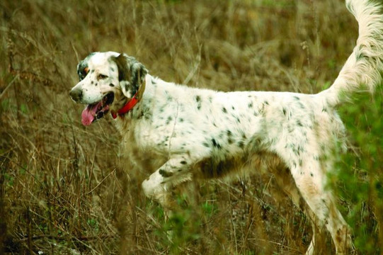 Quail Country Plantation-Arlington必去景点