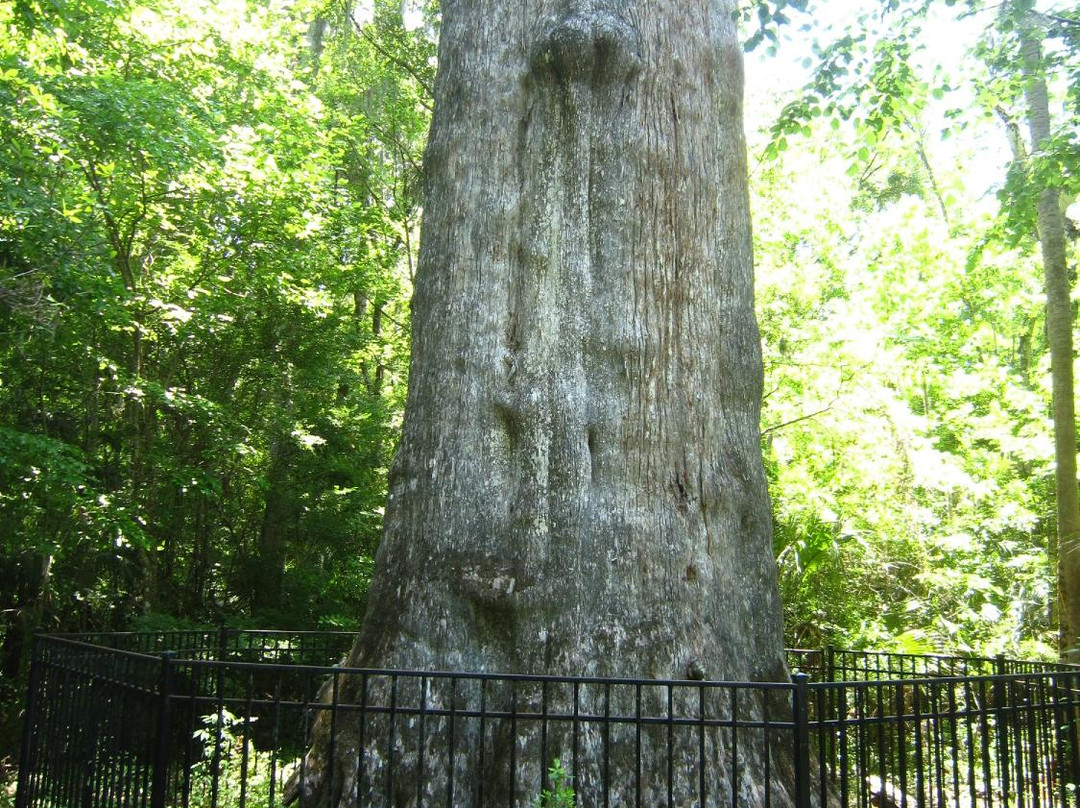 Big Tree Park-Longwood必去景点