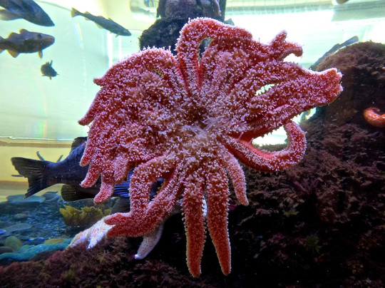 Kodiak Laboratory Aquarium & Touch Tank-Kodiak必去景点