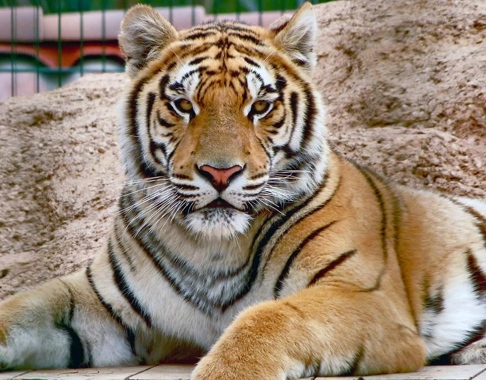 Zoo Parc des félins, les Trois Vallées