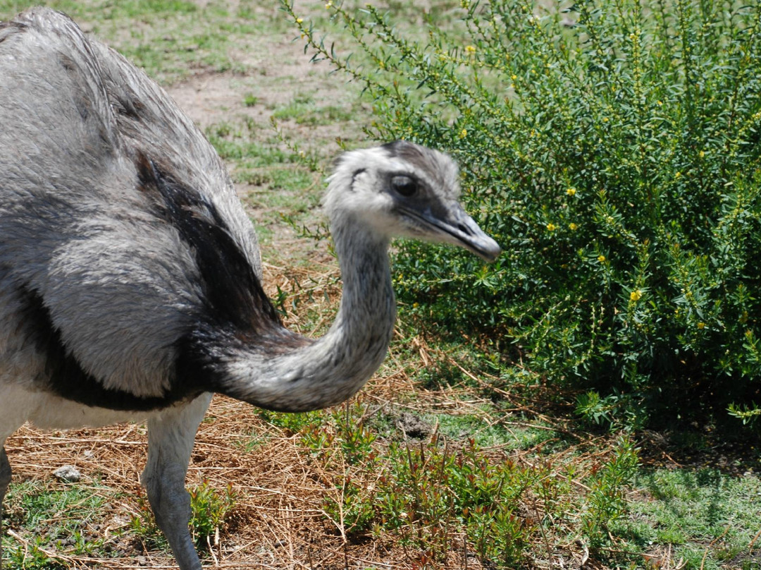 La Estacion de Cria de Fauna-Piriapolis必去景点