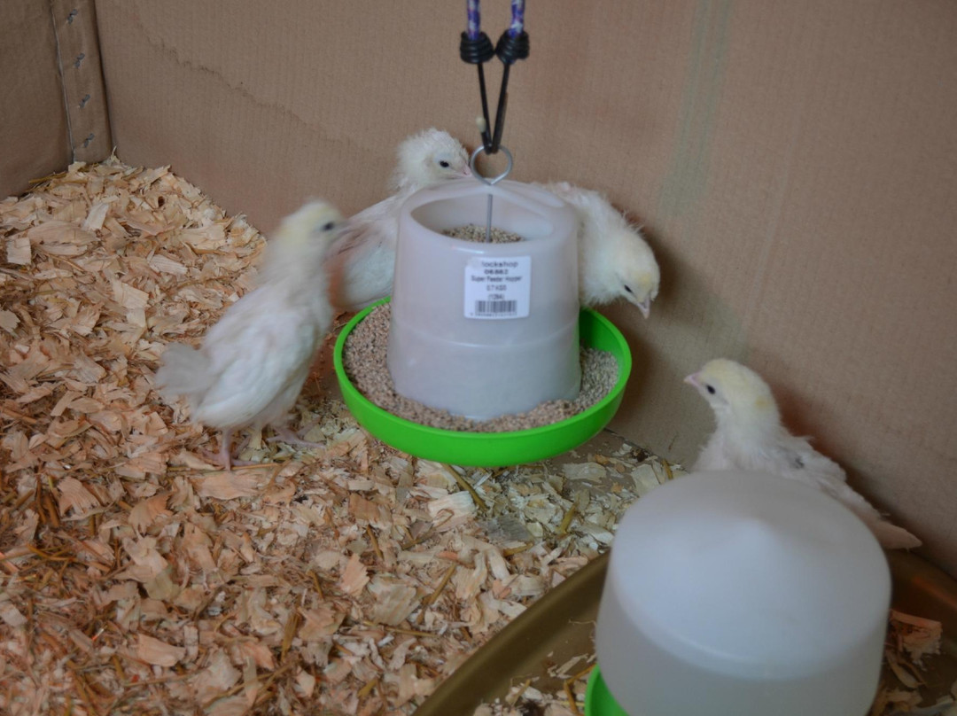 Willow Court Farm & Poultry-温莎必去景点