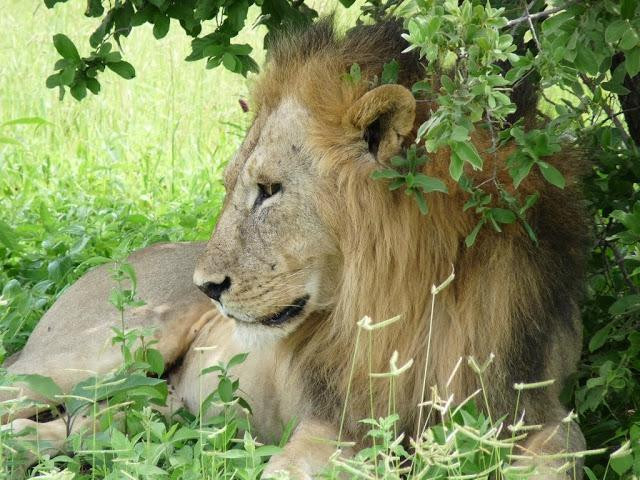 Gazelle Safaris-姆贝亚必去景点