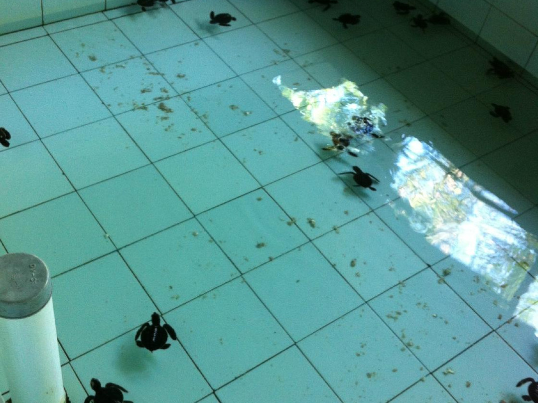 海龟保育和教育中心（TCEC）-Serangan必去景点