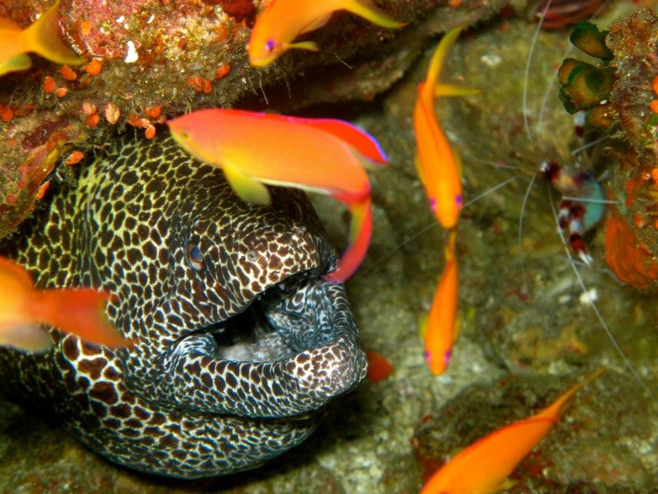 Rubiah Tirta Divers-韦岛必去景点