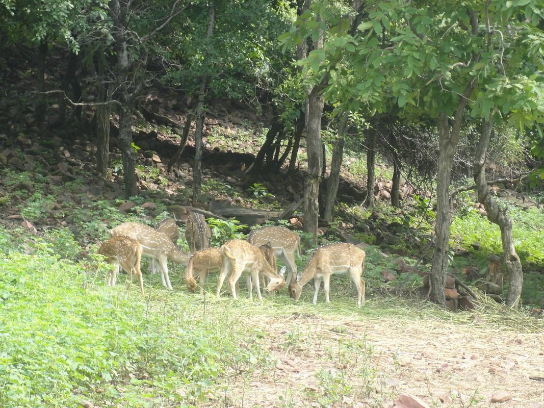 Van Vihar National Park景点图片