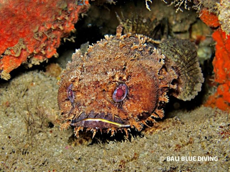 Bali Blue Diving PADI Resort-沙努尔必去景点