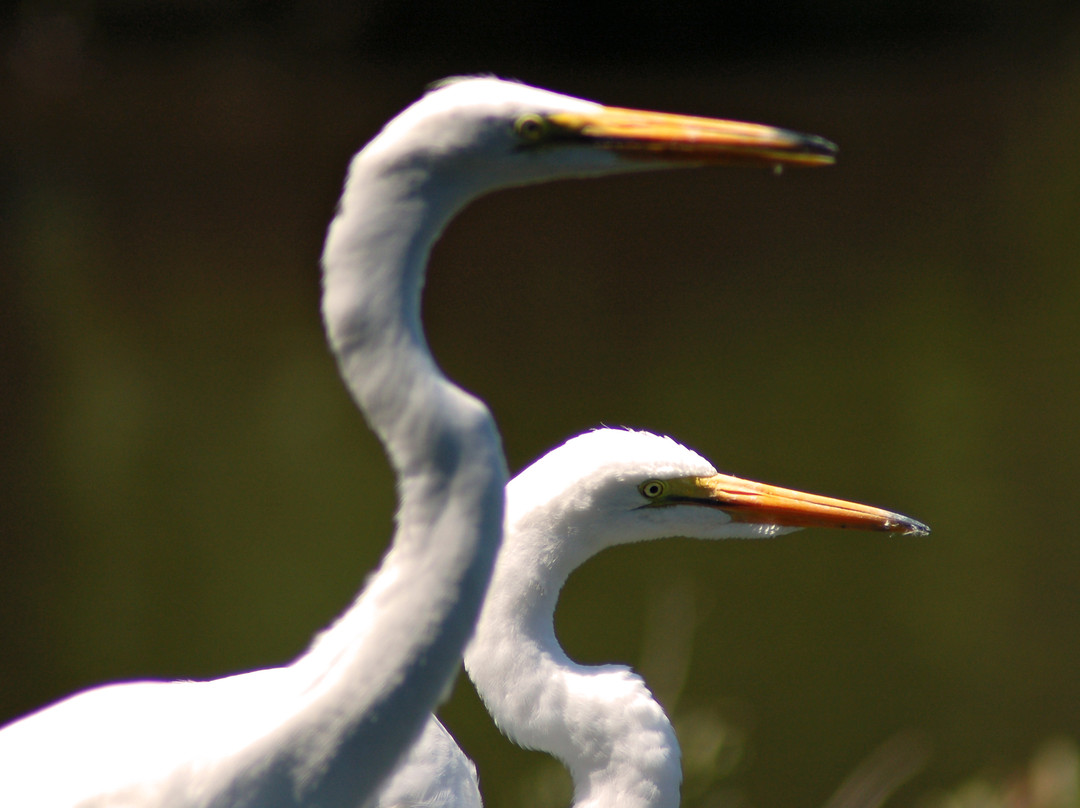Eco Tours & More-圣奥古斯丁必去景点
