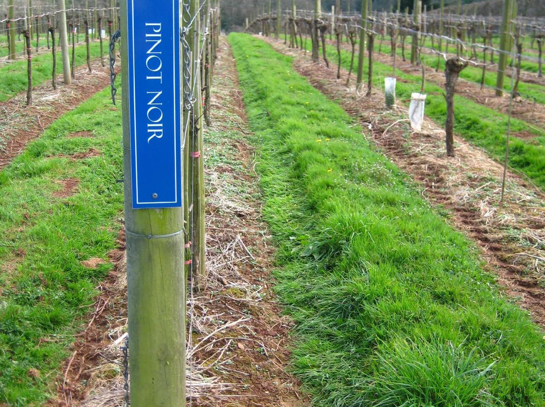 Sandridge Barton Wines-托特尼斯必去景点