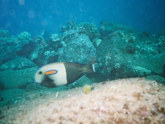 Dive Kauai Scuba Center-可洛亚必去景点